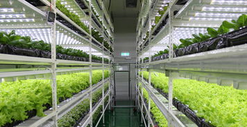 生物技术驱动下的中国植物工厂 从追赶到引领的绿色革命